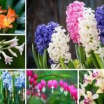 Flowers Similar To Hyacinth