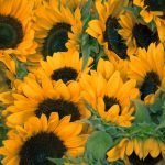 bunch of sunflowers