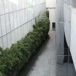 green plants on white ceramic tiles