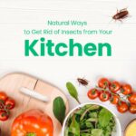 7 Natural Ways to Get Rid of Insects from Your Kitchen