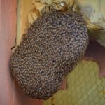 File:Royal HoneyComb.jpg - Wikimedia Commons
