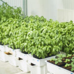 Hydroponic Veggie Garden - Make: