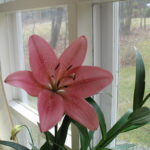 Lily | I took this photo of a lily back in early April from … | Flickr
