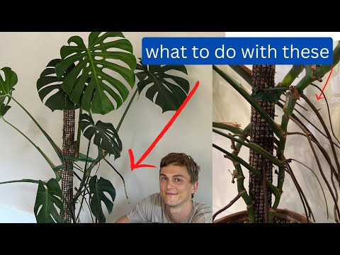 What to do with Monstera aerial roots