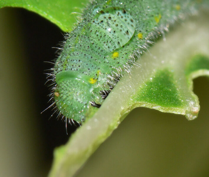 All-weather defoliant for large weed areas