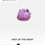 Where Is the Apex of the Heart: Location & Function