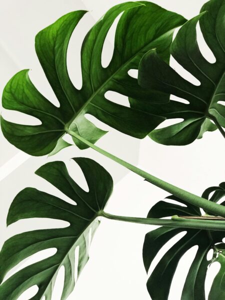 Monstera Deliciosa leaves with aerial roots