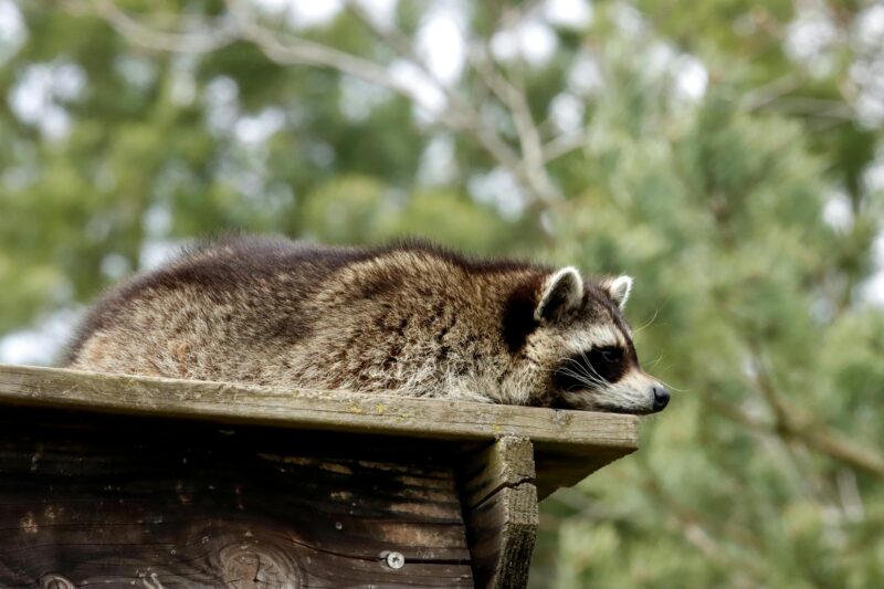 A raccoon peacefully rests on a wooden structure surrounded by greenery.