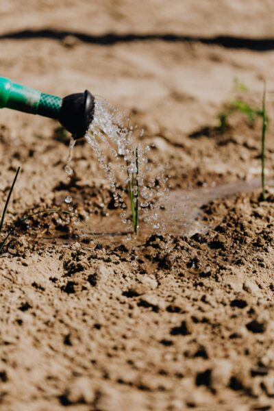 Watering a young plant in a garden, Dreamlight Valley tool use