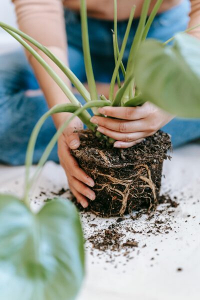 Female gardener transplanting plant with roots