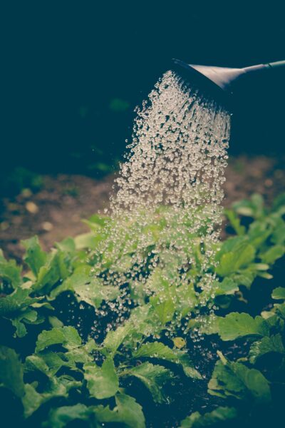 Watering can pouring water over green leafy plants in a garden, Dreamlight Valley