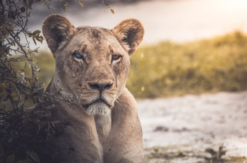 Lioness filming locations Morocco Marrakech nature