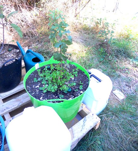 Andy's automated watering system 1