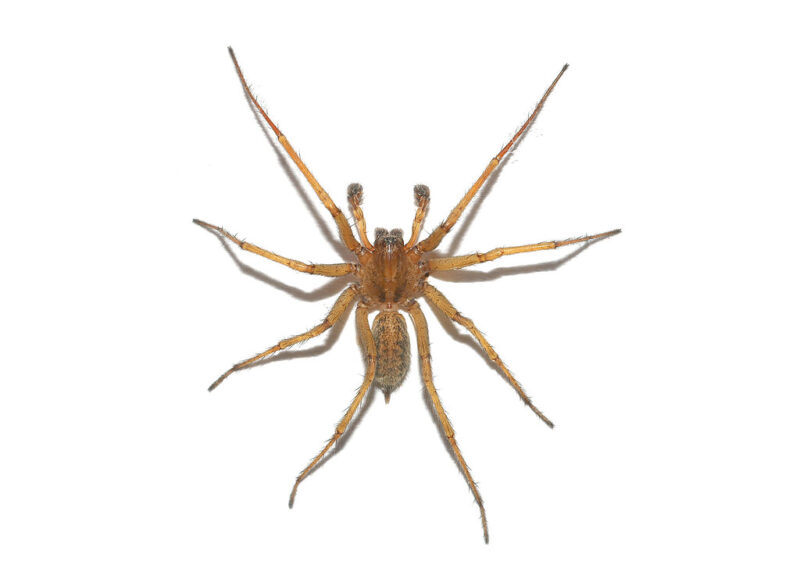 Hobo spider, top