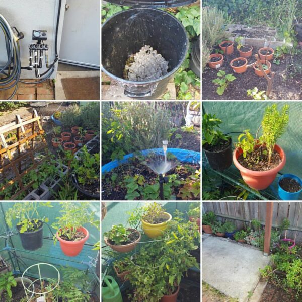 I spent a couple hundred dollars and lots of evenings the last couple weeks getting the garden set up with an automated watering system. It's a combination of bubblers for the large pots and sprayers for the larger areas. Note we can go to Hawaii and know