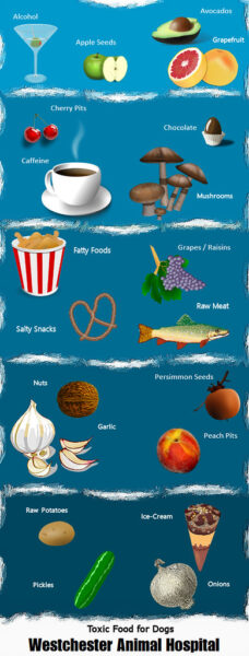 infographics-toxic-foods-for-dogs