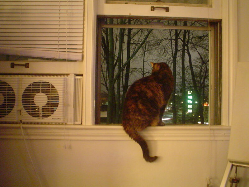 City Kitty