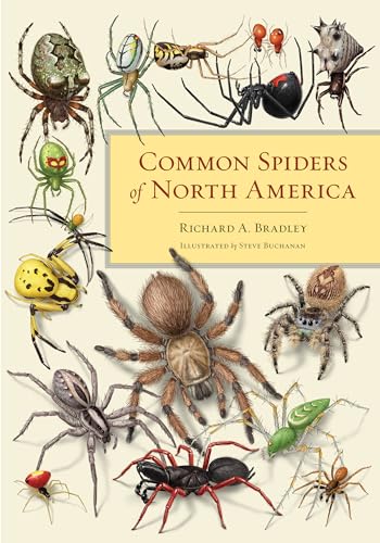 Common Spiders America Richard Bradley