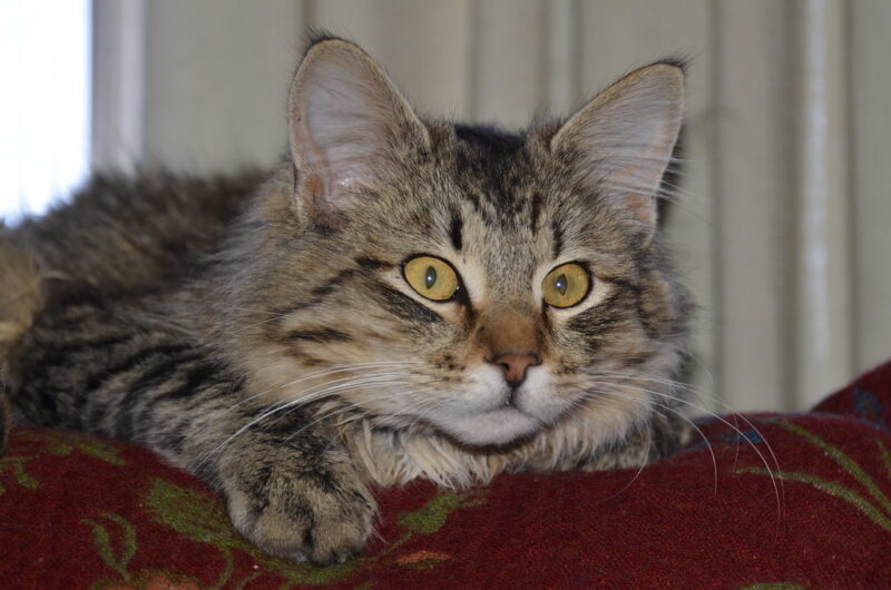 New Girl in Town - Kettleman City Kitty