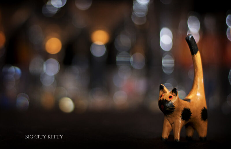 Day 2: Big City Kitty (2/365)