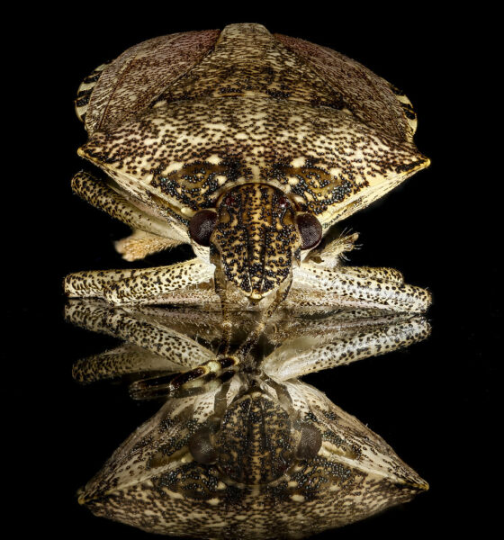 Brown marmorated stinkbug, U, face_2013-02-05-14.00.43 ZS PMax