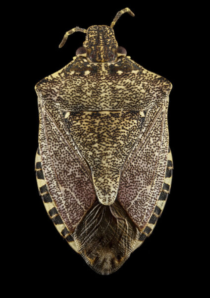 Brown marmorated stinkbug, U, back_2013-02-05-13.50.26 ZS PMax