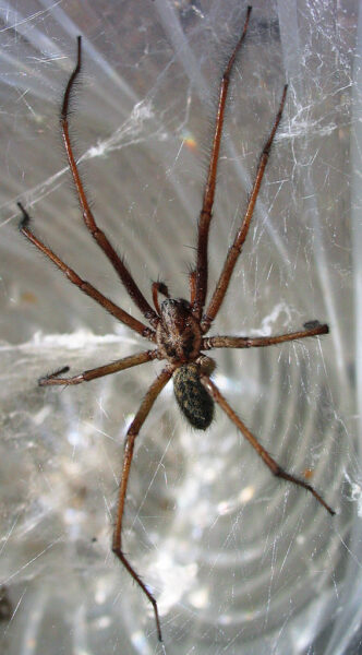 Hausspinne Tegenaria atrica