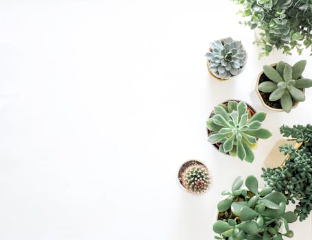 A top-down view showcasing a variety of succulent plants arranged on a white background.