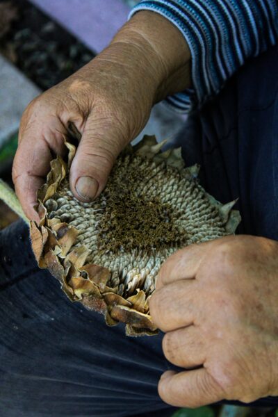 Close-up of elder hands harvesting sunflower seeds in Çorum, Türkiye outdoors.