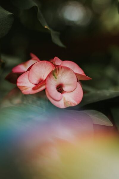Close-up of vibrant pink Crown of Thorns with a soft gradient background.