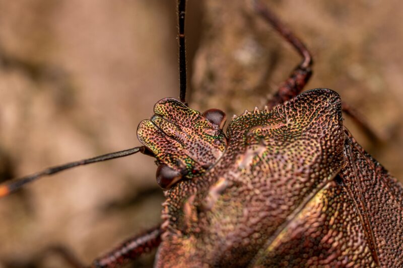 From above of red legged shieldbug with antennae crawling on ground in forest