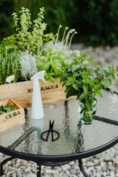 A row of potted cilantro plants thriving indoors.