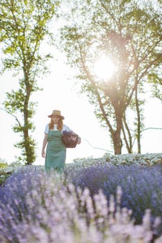 A woman in a green apron harvests lavender under bright sunlight in a serene field.