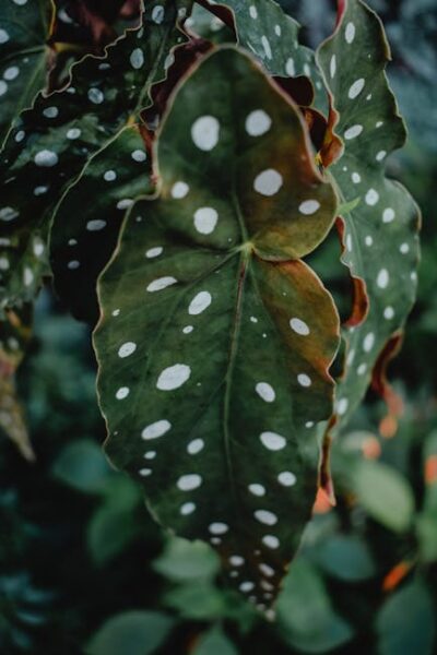 Detailed view of a lush green angel wing begonia leaf with white polka dots.