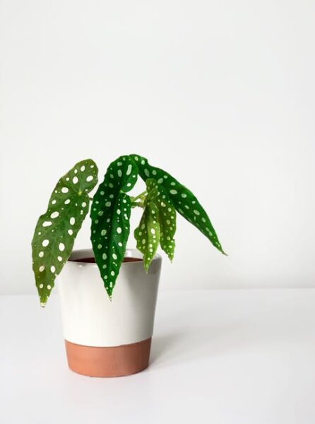 Close-up of an angel wing begonia houseplant in a pot, showcasing its unique spotted leaves against a white background.