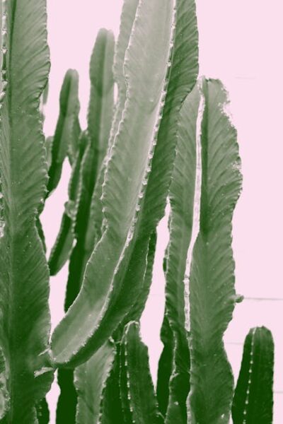 Close-up of tall green cacti against a soft pink backdrop, highlighting their spiky texture.