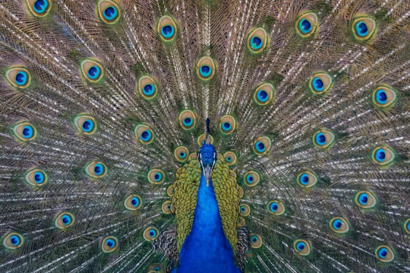 Artistic painting inspired by peacock feathers