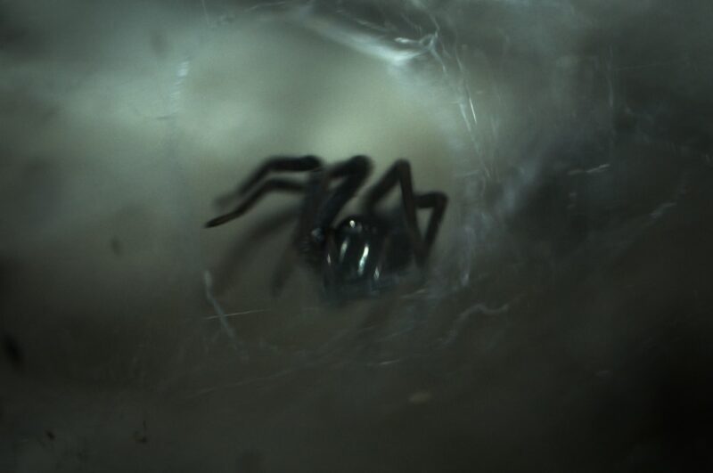 hobo spider vs grass spider