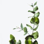 Eucalyptus Flooring: Advantages and Drawbacks