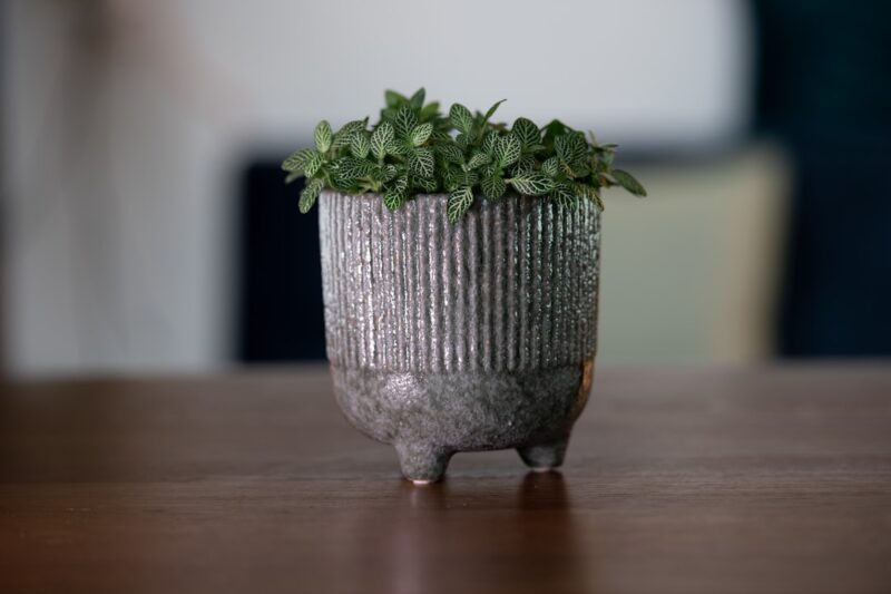 Cilantro growing in a small pot on a table