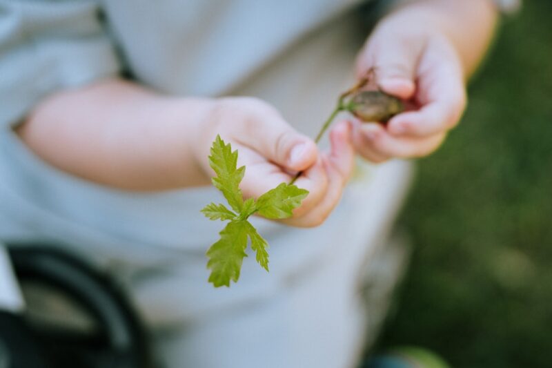 Person holding a cilantro leaf in their hands.