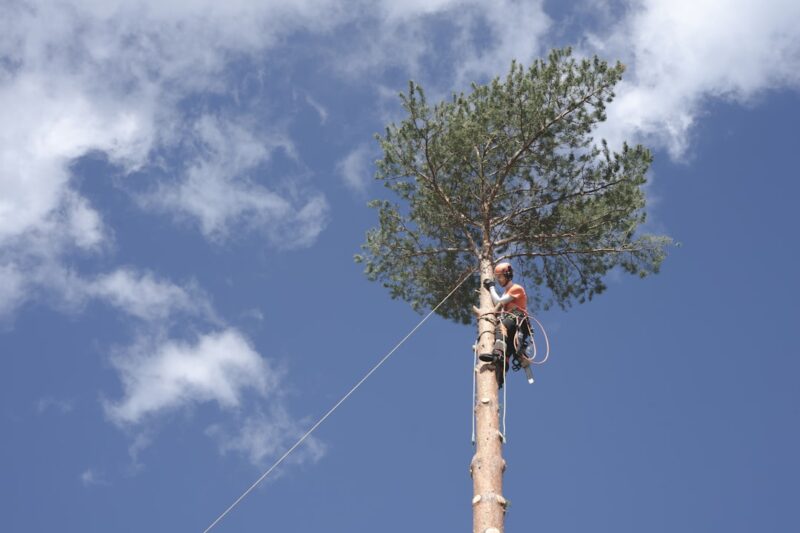 Worker performing tree maintenance.