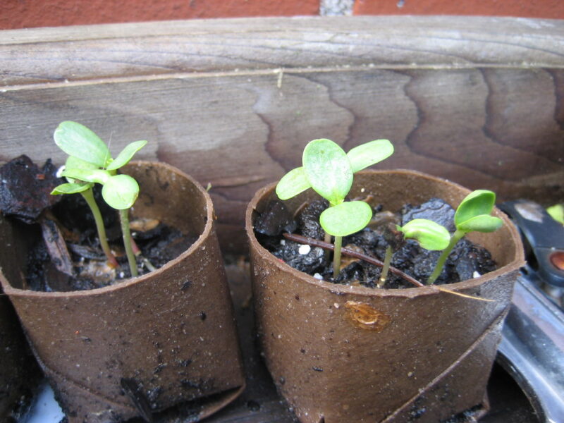 Zinnia seedlings by freeformkatia