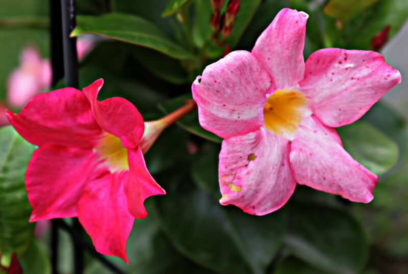 Barbers' Garden 2008: Mandevilla Vine