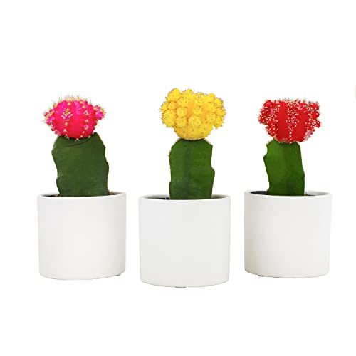Grafted Cactus Plants Live in White Plant Pots (3 PK)