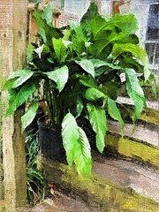 Peace lily, Virtual Painter
