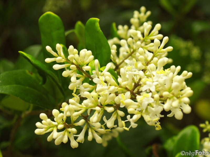 Ligustrum bud/flower by nègFoto