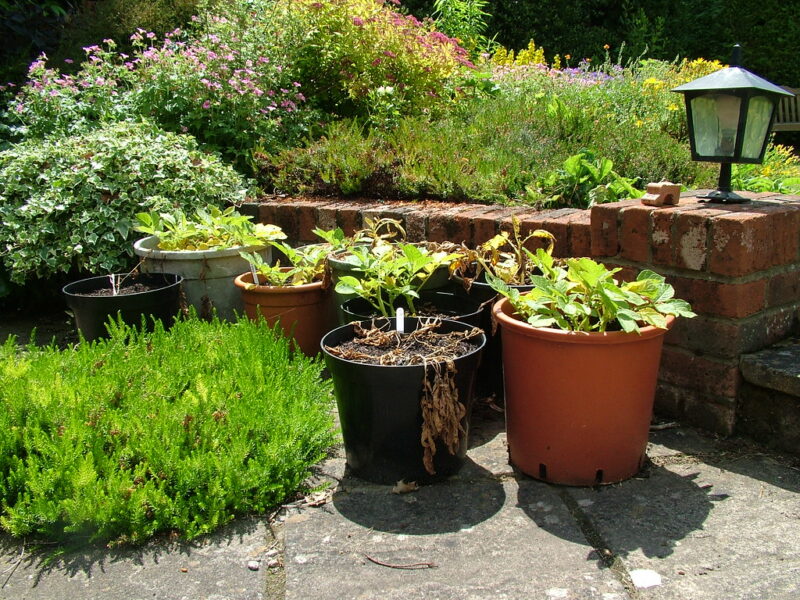 This year we are trying growing potatoes in pots