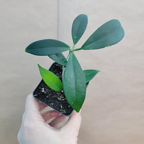 Hoya fungii Live Plant