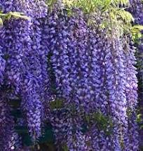 Spectacular Blue Moon Wisteria Tree Plant